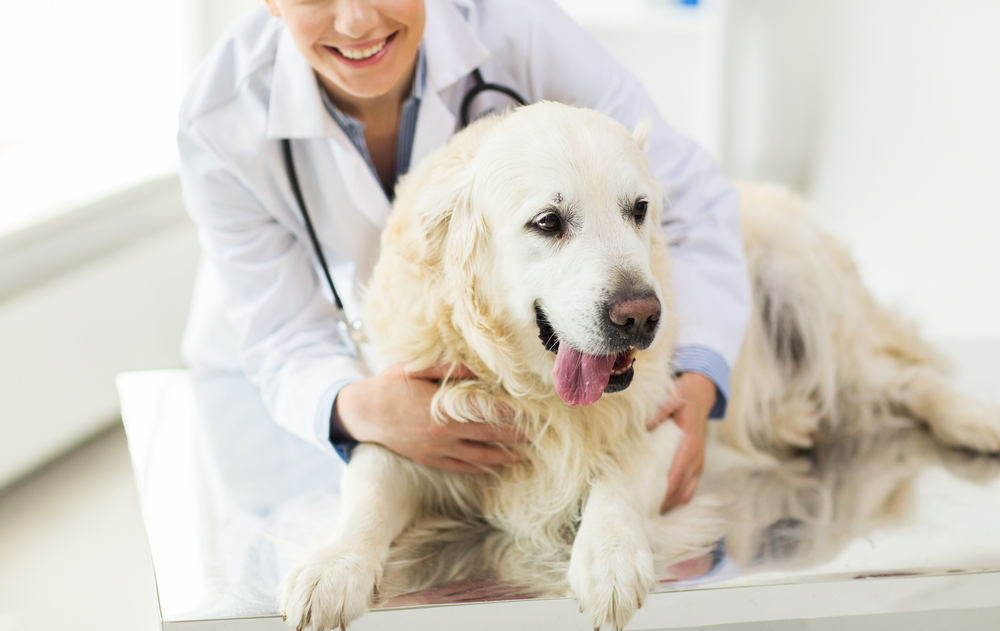 Keep Your Pet Healthy With Pet Medicine?