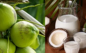 Health Advantages Of Coconut, Coconut Oil, Coconut Milk And Coconut Water