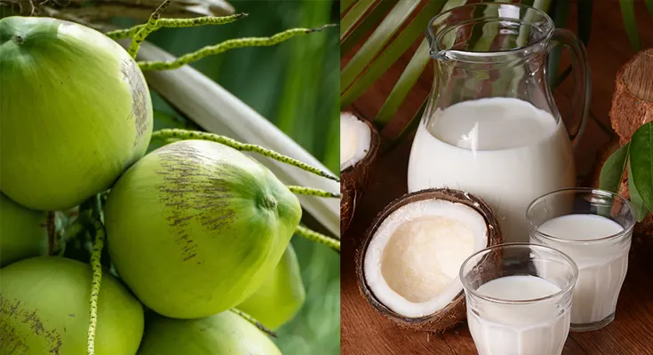 Health Advantages Of Coconut, Coconut Oil, Coconut Milk And Coconut Water